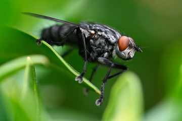 Black fly outdoors on green leaf.