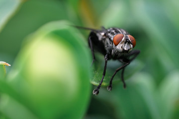 Black fly outdoors on green leaf.
