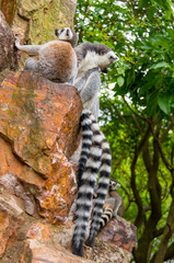 The clever ring-tailed lemur in a wildlife park