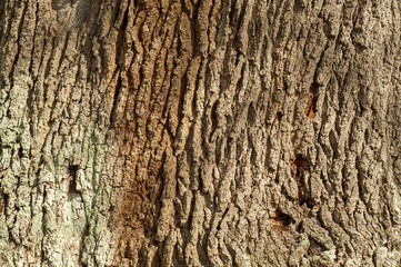 Bark on the tree.