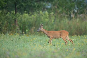 Roebuck - buck (Capreolus capreolus) Roe deer - goat