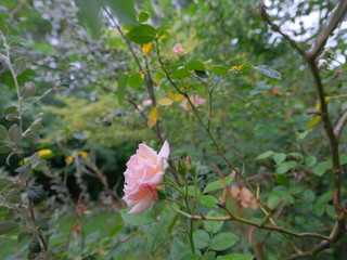 real wild roses attract real fast insects
