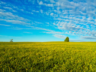 Summer landscape, yellow field and lonely detached tree against the blue sky