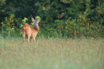 Roebuck - buck (Capreolus capreolus) Roe deer - goat