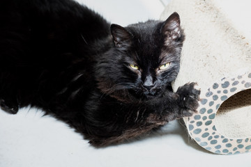 Portrait d'un joli chat noir	