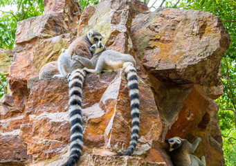 The clever ring-tailed lemur in a wildlife park