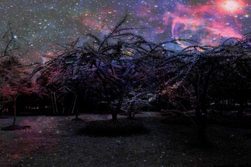 Beautiful abstract texture colorful black and white flowers and tree plant forest landscape  on the darkness and aurora Polaris and the stars on the sky milky way galaxy background and wallpaper