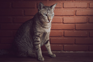 A cute male stray cat with stripped color white,black and brown, relax and pose on old wooden background
