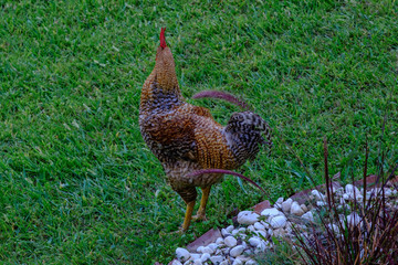 Rooster and chicken walk on the green grass