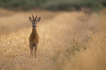 Roebuck - buck (Capreolus capreolus) Roe deer - goat