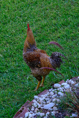 Rooster and chicken walk on the green grass