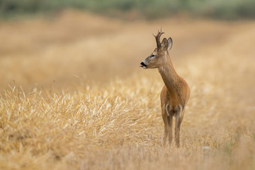 Roebuck - buck (Capreolus capreolus) Roe deer - goat