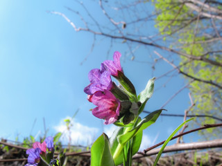 Pulmonaria officinalis, belonging to the family Boraginaceae