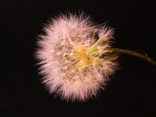 dandelion isolated on black background