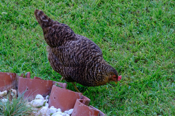 Rooster and chicken walk on the green grass