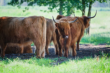 Highland cattle cows family on green pasture, having a rest in cool shadow under trees