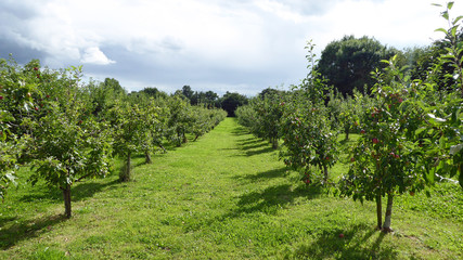 Fototapeta na wymiar Apple trees in an autumn orchard.