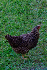 Rooster and chicken walk on the green grass