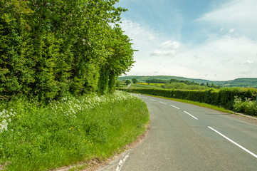 Fototapeta na wymiar Summer roadside near Hay on Wye, England and Wales.