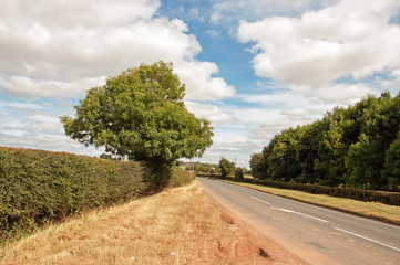 Dry country road and tree in the summertime.