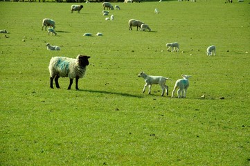 Fototapeta premium Young lambs and sheep in a field.