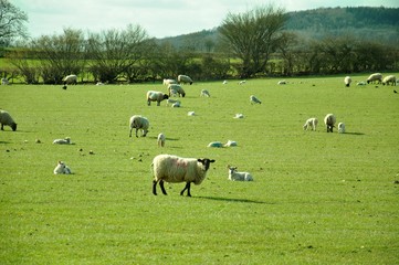 Sheep grazing in a meadow.