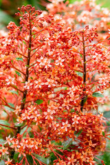 pagoda flowers, herbal is applied to insect bites to reduce swelling.