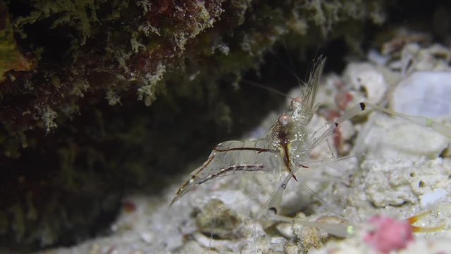 Glass cleaner shrimp, Urocaridella antonbruunii macro closeup in Andaman sea 