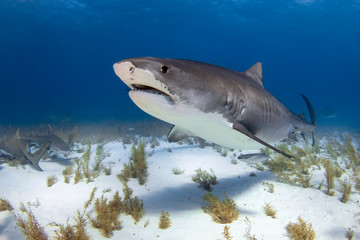 Naklejka premium Tiger Shark of Tiger Beach