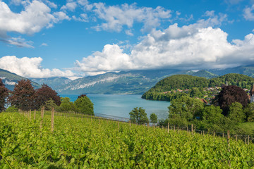 Naklejka premium Landscape with Lake Thun near Spiez