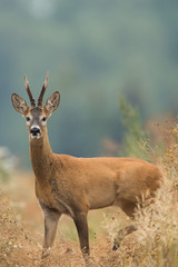 Roebuck - buck (Capreolus capreolus) Roe deer - goat