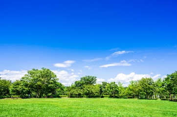 青空と緑の公園