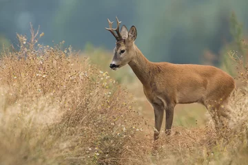 Fotobehang Ree Reebok - bok (Capreolus capreolus) Ree - geit  © szczepank