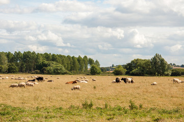 Fototapeta na wymiar Cattle and sheep grazing in a summer meadow.
