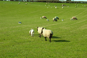 Fototapeta premium flock of sheep in field