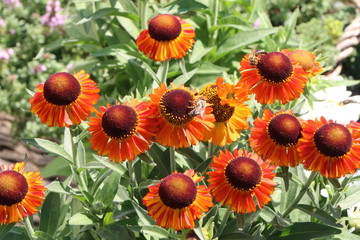 Sommerblumen in einem Garten, orange Sorte von Rudbeckia, Staudengarten