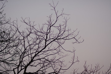 silhouette of a tree