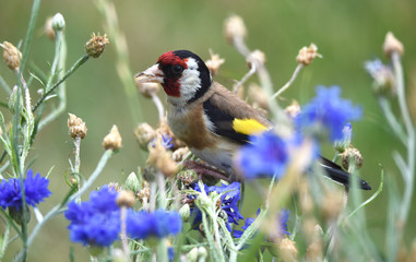 Distelfink In Schmetterling Blumenwiese 