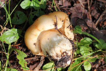 Russula foetens or Stinking russula mushroom. July, Belarus