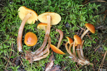 Gymnopilus picreus mushrooms. July, Belarus