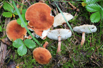 Cystodermella cinnabarina mushrooms. July, Belarus