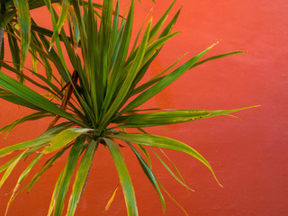 Fan Palm Leaf on Coral colored fashion background. Minimalism.. Creative summer concept. Close-up tropical fashionable plant on coral.
