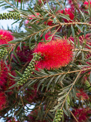 Plant of Callistemon with red bottlebrush flowers and flower buds against intense blue sky