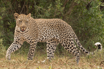 Leopard pose