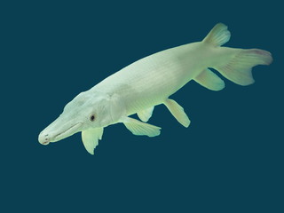 White Alligator Gar (Atractosteus spatula) an aquarium fish diving in fresh water glass tank isolated on blue background.