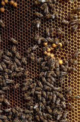 bee frames with bees for your design