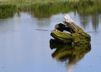 closeup of a piece of a tree root partially submerged in the water 
