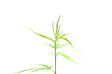 Marijuana or cannabis tree on white background.