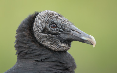 A portrait of a Black Vulture