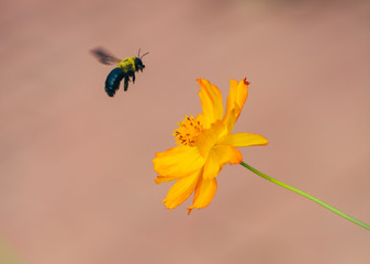 Outdoor spring blooming yellow orange yellow autumn flowers and bees,Cosmos sulphureus Cav.